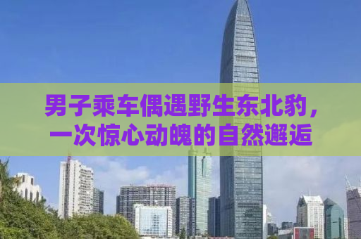 详细阅读:男子乘车偶遇野生东北豹,一次惊心动魄的自然邂逅 男子乘车偶遇野生东北豹,一次惊心动魄的自然邂逅